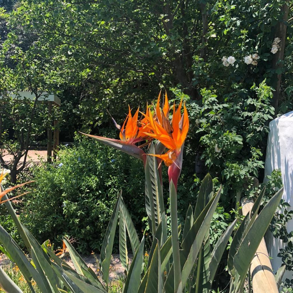 Willow Brooke Guest Suite Franschhoek Εξωτερικό φωτογραφία